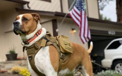 Hounds for Heroes